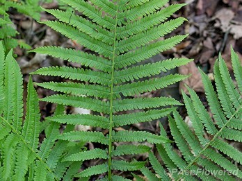Frond